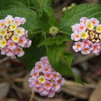 Ланта́на (лат. Lantana) :: Антонина 