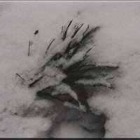 ветка на снегу :: Юлия Денискина