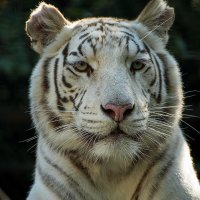 Белый тигр :: Игорь Николаич