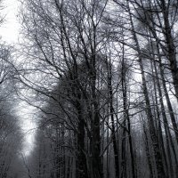 winter forest :: Юлия Денискина