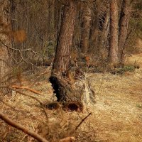 В мартовском лесу :: sergej-smv 