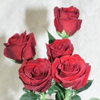 Цветы :: Любовь Бутакова