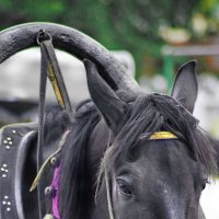Сегодня день счастливый у меня!  Я видел настоящего коня! :: A. SMIRNOV