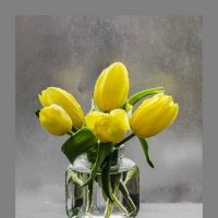 жёлтые тюльпаны :: ник. петрович земцов