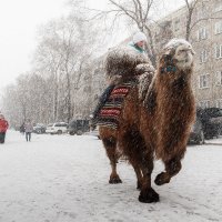 Заблудился "корабль пустыни" :: Евгений Герасименко