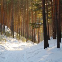 МАРТ  В  ЛЕСУ :: владимир осипов