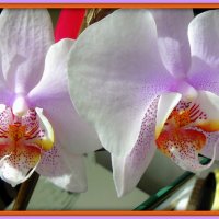 Орхидея. :: Мила Бовкун
