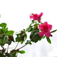 Розовый цветок :: Сергей Тагиров