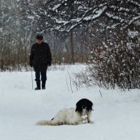 Старик и собака :: Вероника Подрезова