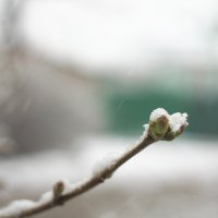 Первый мартовский снег :: Юрий Гайворонский