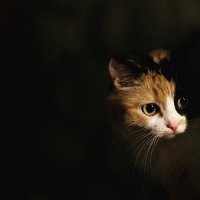 цветная кошка в тени :: Анна Смоляк