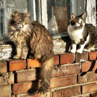 Две кошки на окошке :: Алла Рыженко