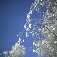 ветки березки на фоне зимнего неба :: Олег 
