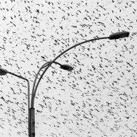 Осман Каримов - Birds in the city :: Фотоконкурс Epson