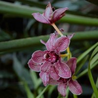из жизни орхидей :: Alisa 