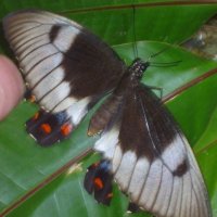 Papilio aegeus,Парусник эгей Orchard Butterfly,Орчард-Махаон Бабочка cамкa :: Антонина 