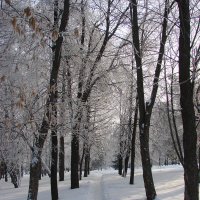 Тропинка в зимнем парке :: Сергей Тагиров