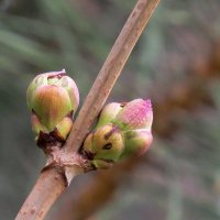 Начало весеннее :: Natali 