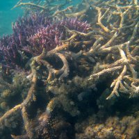 Длинные ветви кораллов :: Lukum 