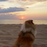 Sheltie Friday. In love with the sea. :: Tatiana Golubinskaia