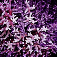 Кораллы. Подводный мир Мальдив :: Анна Самойлова 