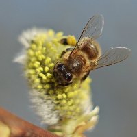 пчела :: юрий иванов