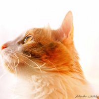 Солнечный кот Веня :: Наталья Ткачёва