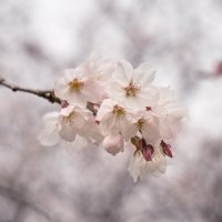 Sakura :: Slava Hamamoto