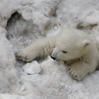 9696 :: Аркадий Лаптенко