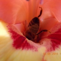 Пчела :: Anastasiay 