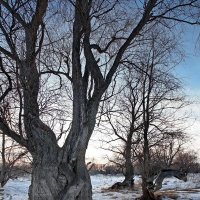 Дерева :: Виктор Четошников