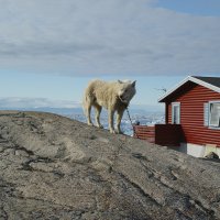 Greenland 2016 :: владимир 