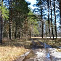 Весенняя картина :: Милешкин Владимир Алексеевич 