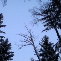 Звенигородский лес :: Николай 