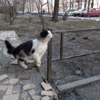 Фотосессия кошки :: Михаил Нименский