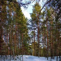 Бор на Угломени :: Иван Клещин