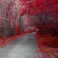 Red forest :: Александр Сатаненко