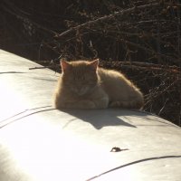 солнечная кошка :: kate grayeyed