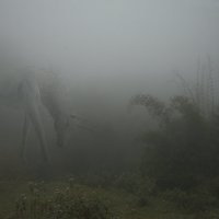 Единорог в  тумане :: ЕЛЕНА 