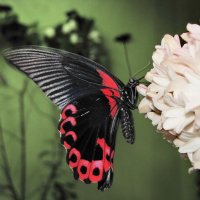 Тропические бабочки :: Николай 