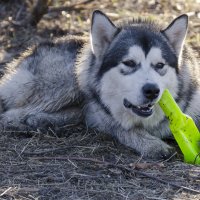 с похмелья :: николай постернак