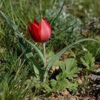 Дикий, степной тюльпан. :: Надежда 