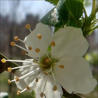 Расцветает дикая вишня... :: Нина Корешкова