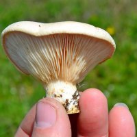 Весенний белый чаудинский гриб :: Виктор Шандыбин