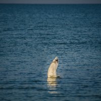 вхождение на глубину за добычей... :: Алексей Бортновский