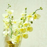 Настольный цветок :: Ғани Умирбеков