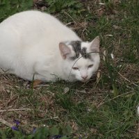 белая кошка :: kate grayeyed