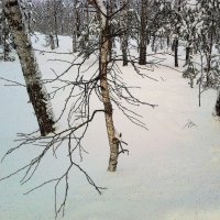 графика на снегу... :: александр дмитриев 