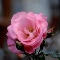 Новозеландская роза :: Tatiana Belyatskaya