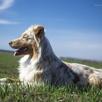 Аусси Рокси :: Юлия Сергеева